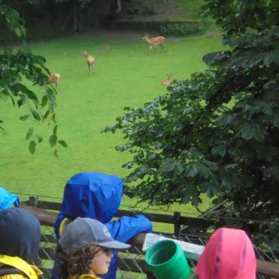 Rehe